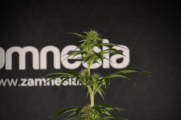 Animal Mints-Legends of the Frozen North. Week 7 - Animal Mints Before defoliation 