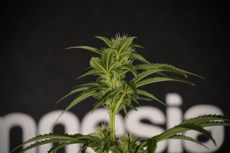 Animal Mints-Legends of the Frozen North. Week 7 - Animal Mints Before defoliation 