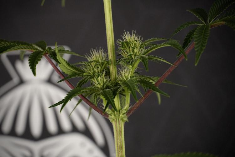 Animal Mints-Legends of the Frozen North. Week 7 - Animal Mints Before defoliation 