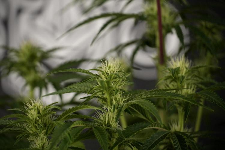 Animal Mints-Legends of the Frozen North. Week 7 - Animal Mints Before defoliation 