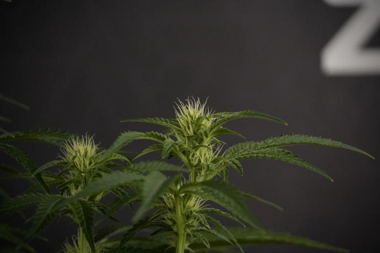Animal Mints-Legends of the Frozen North. Week 7 - Animal Mints Before defoliation 