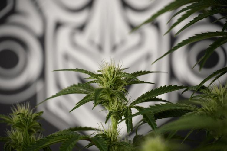 Animal Mints-Legends of the Frozen North. Week 7 - Animal Mints Before defoliation 