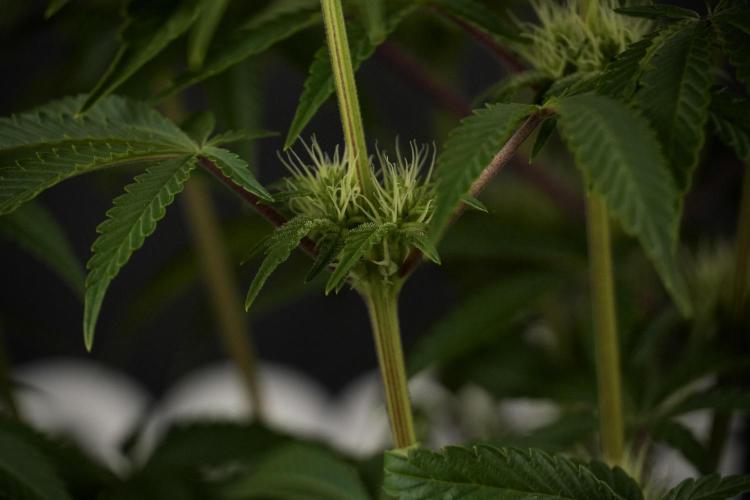 Animal Mints-Legends of the Frozen North. Week 7 - Animal Mints Before defoliation 
