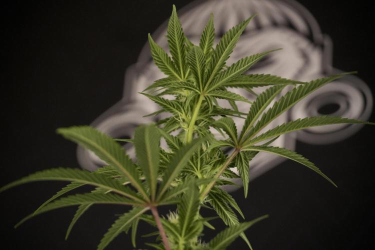Animal Mints-Legends of the Frozen North. Week 7 - Animal Mints Before defoliation 
