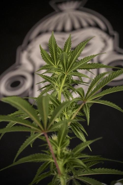 Animal Mints-Legends of the Frozen North. Week 7 - Animal Mints Before defoliation 
