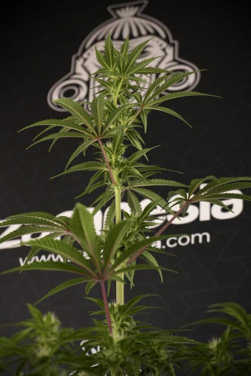 Animal Mints-Legends of the Frozen North. Week 7 - Animal Mints Before defoliation 