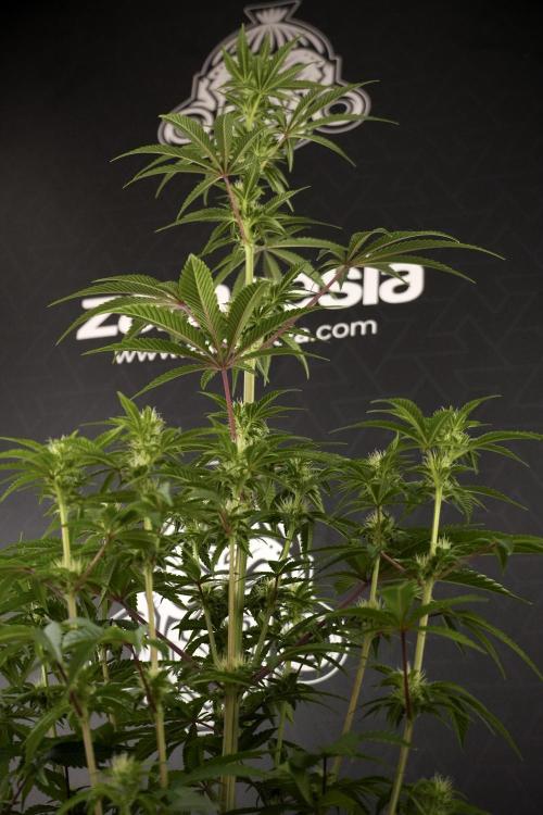 Animal Mints-Legends of the Frozen North. Week 7 - Animal Mints Before defoliation 