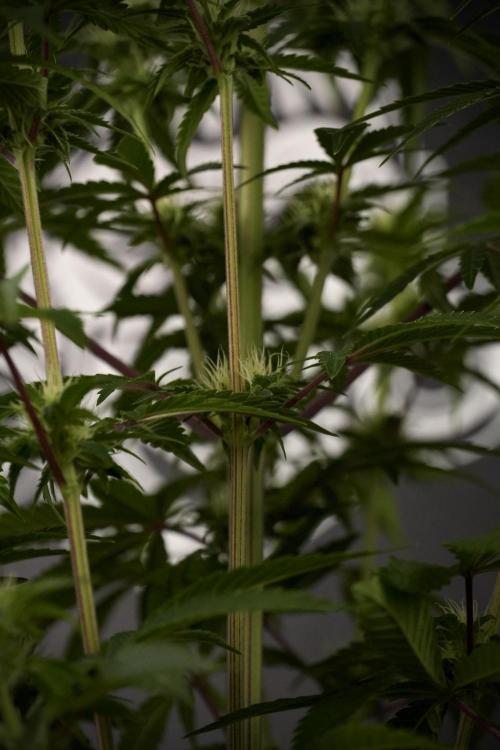 Animal Mints-Legends of the Frozen North. Week 7 - Animal Mints Before defoliation 