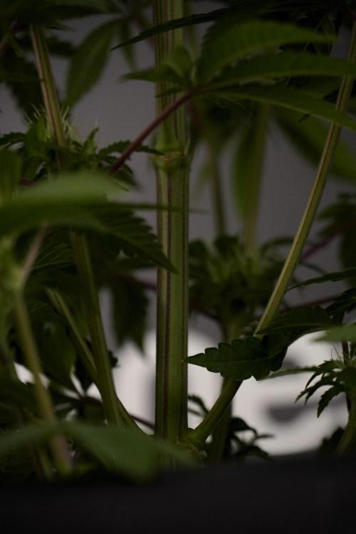 Animal Mints-Legends of the Frozen North. Week 7 - Animal Mints Before defoliation 