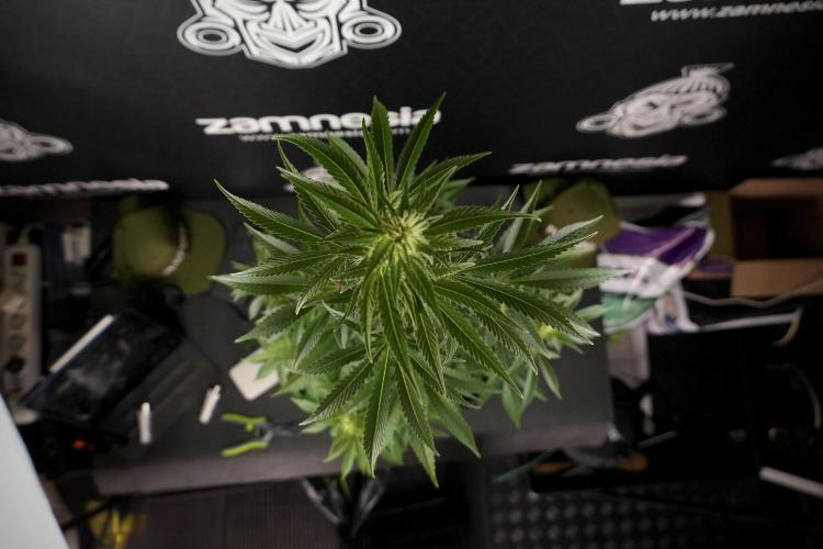 Animal Mints-Legends of the Frozen North. Week 7 - Animal Mints Before defoliation 