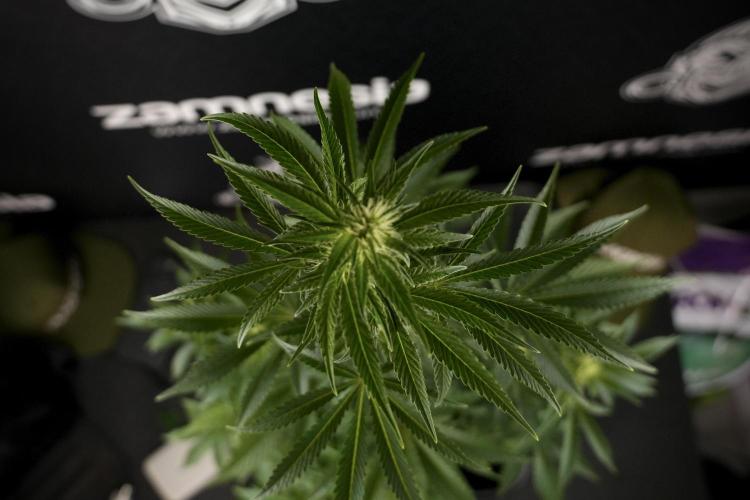 Animal Mints-Legends of the Frozen North. Week 7 - Animal Mints Before defoliation 