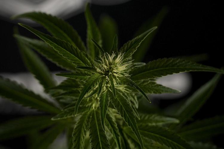 Animal Mints-Legends of the Frozen North. Week 7 - Animal Mints Before defoliation 