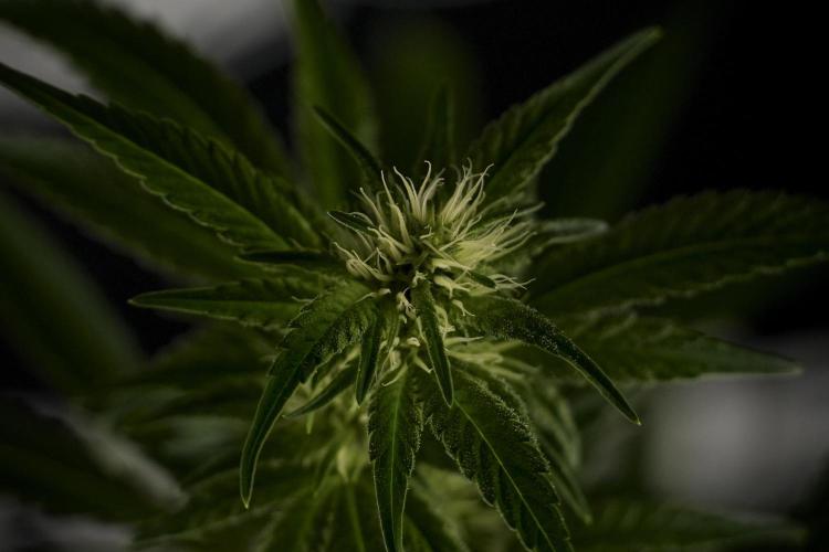 Animal Mints-Legends of the Frozen North. Week 7 - Animal Mints Before defoliation 