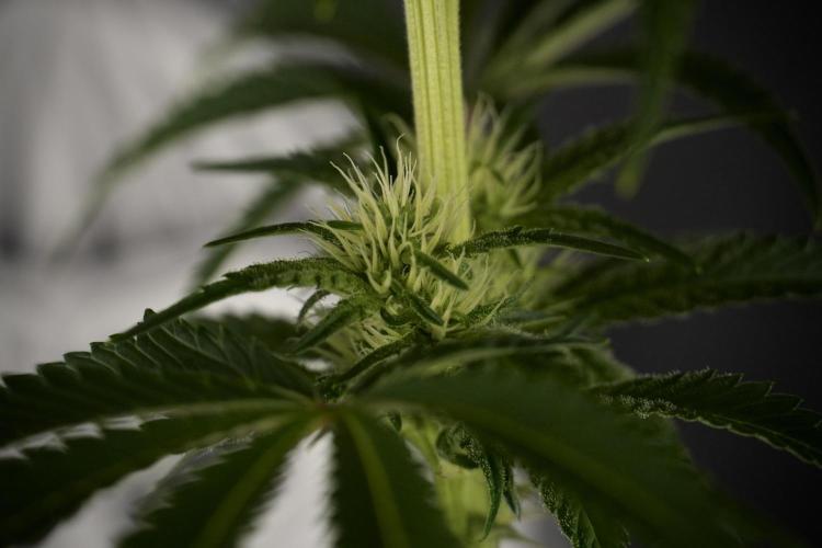 Animal Mints-Legends of the Frozen North. Week 7 - Animal Mints Before defoliation 