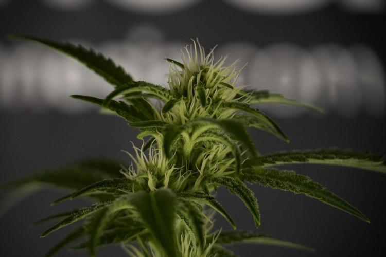 Animal Mints-Legends of the Frozen North. Week 7 - Animal Mints Before defoliation 