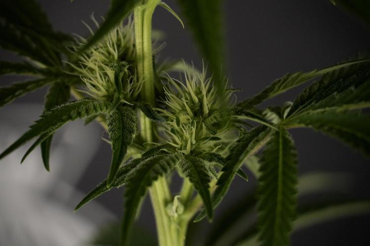 Animal Mints-Legends of the Frozen North. Week 7 - Animal Mints Before defoliation 