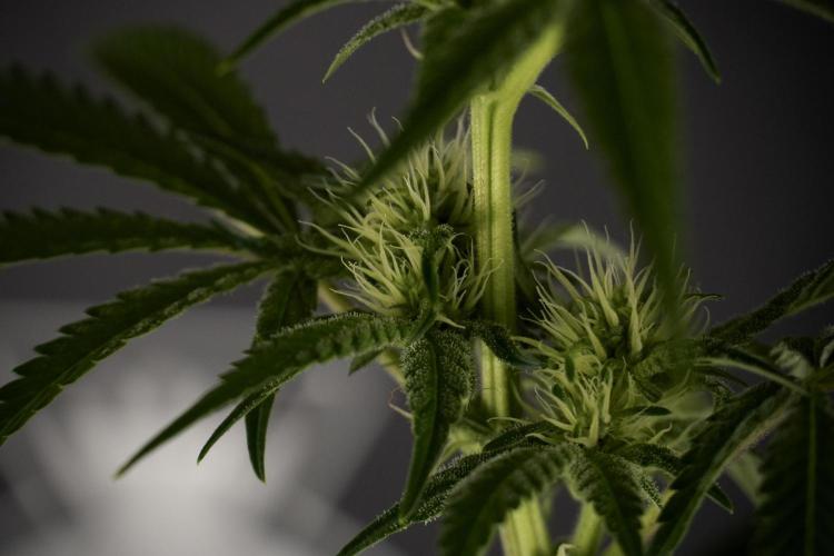 Animal Mints-Legends of the Frozen North. Week 7 - Animal Mints Before defoliation 