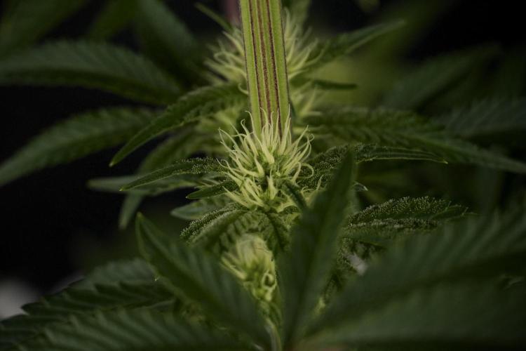 Animal Mints-Legends of the Frozen North. Week 7 - Animal Mints Before defoliation 