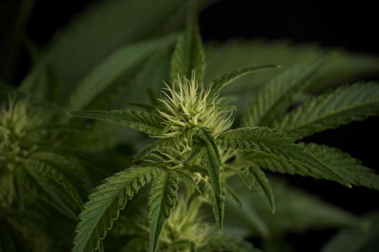 Animal Mints-Legends of the Frozen North. Week 7 - Animal Mints Before defoliation 