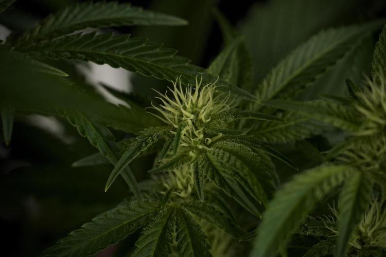 Animal Mints-Legends of the Frozen North. Week 7 - Animal Mints Before defoliation 