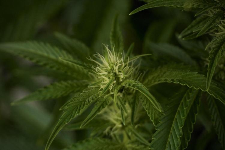 Animal Mints-Legends of the Frozen North. Week 7 - Animal Mints Before defoliation 