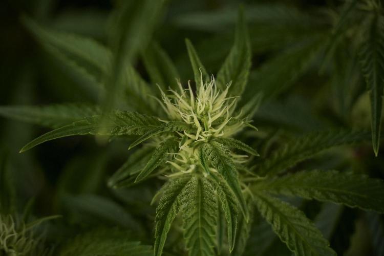 Animal Mints-Legends of the Frozen North. Week 7 - Animal Mints Before defoliation 