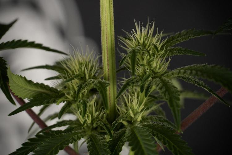 Animal Mints-Legends of the Frozen North. Week 7 - Animal Mints Before defoliation 
