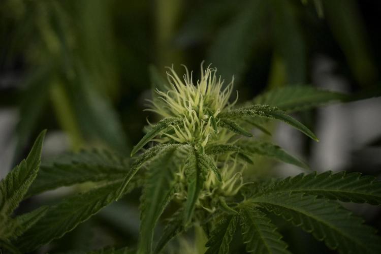 Animal Mints-Legends of the Frozen North. Week 7 - Animal Mints Before defoliation 