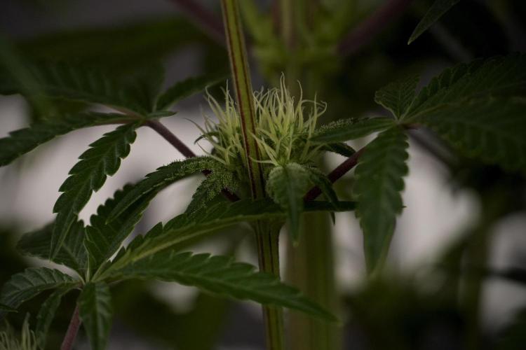 Animal Mints-Legends of the Frozen North. Week 7 - Animal Mints Before defoliation 