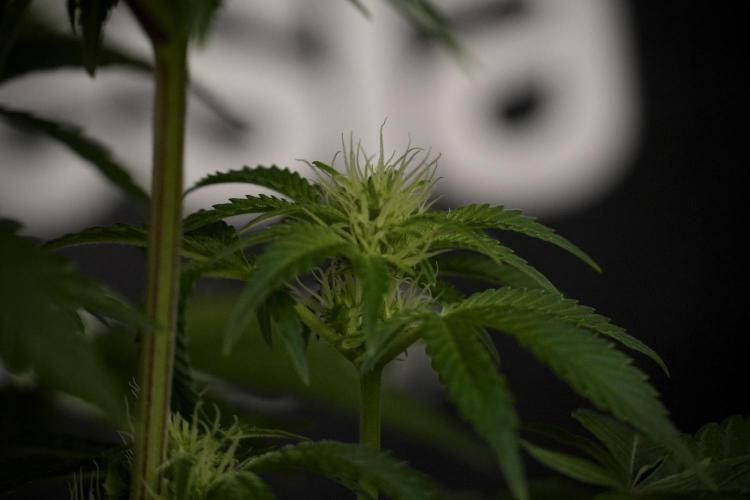 Animal Mints-Legends of the Frozen North. Week 7 - Animal Mints Before defoliation 