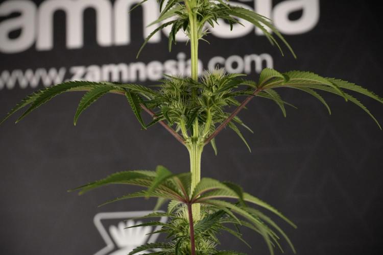 Animal Mints-Legends of the Frozen North. Week 7 - Animal Mints Before defoliation 