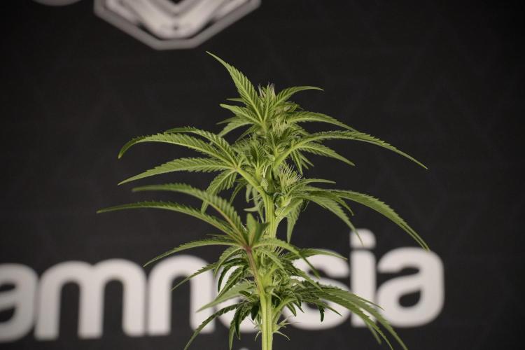 Animal Mints-Legends of the Frozen North. Week 7 - Animal Mints Before defoliation 