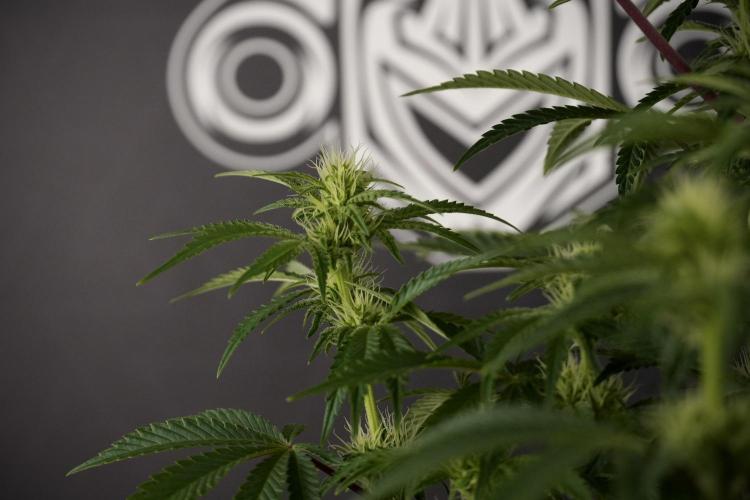 Animal Mints-Legends of the Frozen North. Week 7 - Animal Mints Before defoliation 