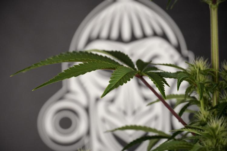 Animal Mints-Legends of the Frozen North. Week 7 - Animal Mints Before defoliation 
