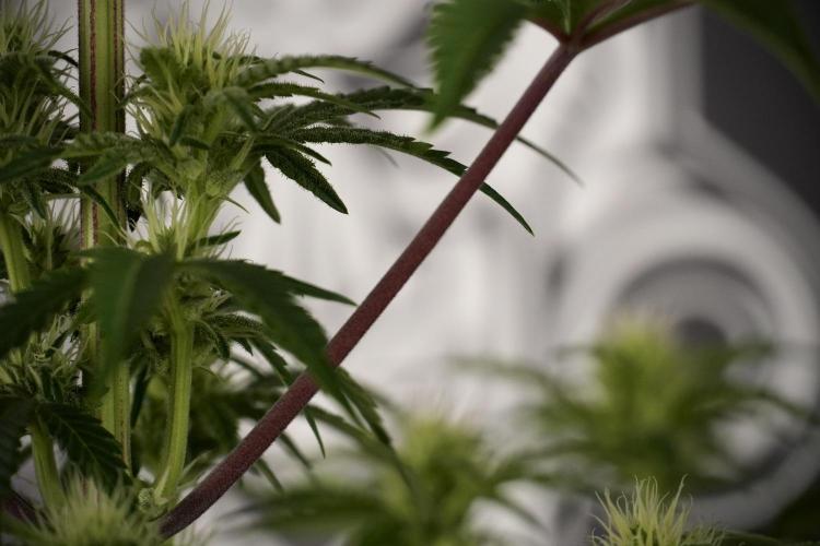 Animal Mints-Legends of the Frozen North. Week 7 - Animal Mints Before defoliation 
