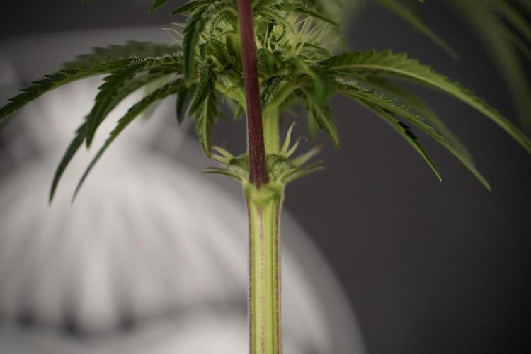 Animal Mints-Legends of the Frozen North. Week 7 - Animal Mints Before defoliation 