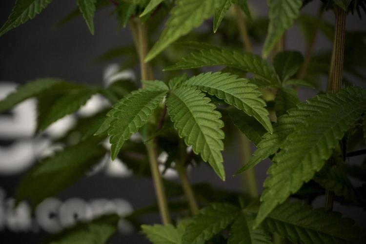 Animal Mints-Legends of the Frozen North. Week 7 - Animal Mints Before defoliation 