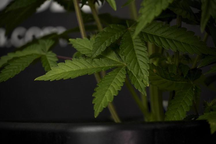 Animal Mints-Legends of the Frozen North. Week 7 - Animal Mints Before defoliation 