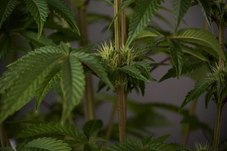 Animal Mints-Legends of the Frozen North. Week 7 - Animal Mints Before defoliation 
