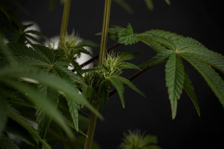 Animal Mints-Legends of the Frozen North. Week 7 - Animal Mints Before defoliation 