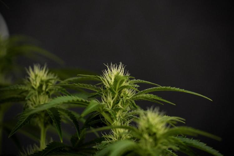 Animal Mints-Legends of the Frozen North. Week 7 - Animal Mints Before defoliation 