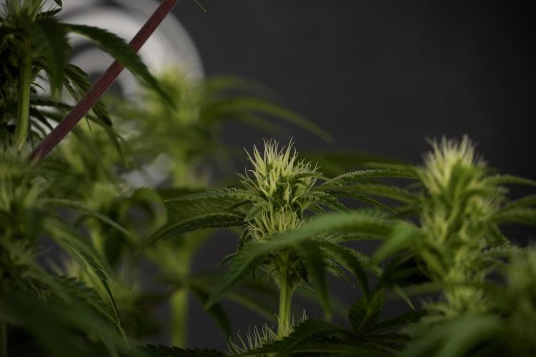 Animal Mints-Legends of the Frozen North. Week 7 - Animal Mints Before defoliation 