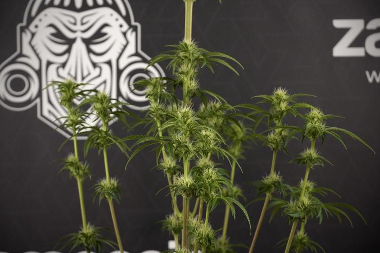Animal Mints-Legends of the Frozen North. Week 7 - Animal Mints After defoliation 
