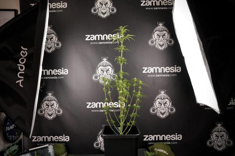 Animal Mints-Legends of the Frozen North. Week 7 - Animal Mints After defoliation 