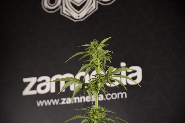 Animal Mints-Legends of the Frozen North. Week 7 - Animal Mints After defoliation 