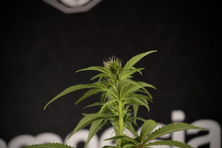 Animal Mints-Legends of the Frozen North. Week 7 - Animal Mints After defoliation 