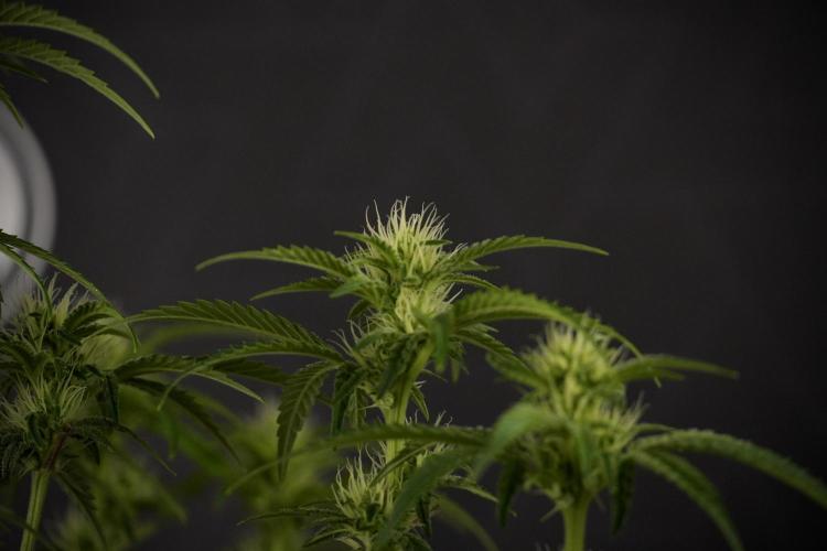 Animal Mints-Legends of the Frozen North. Week 7 - Animal Mints After defoliation 