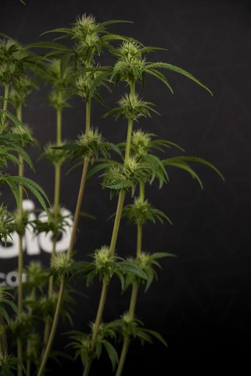 Animal Mints-Legends of the Frozen North. Week 7 - Animal Mints After defoliation 