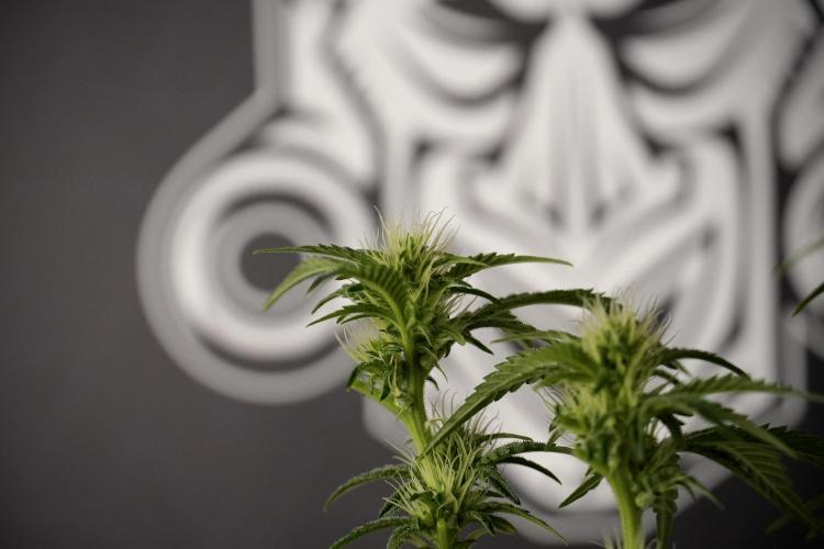 Animal Mints-Legends of the Frozen North. Week 7 - Animal Mints After defoliation 
