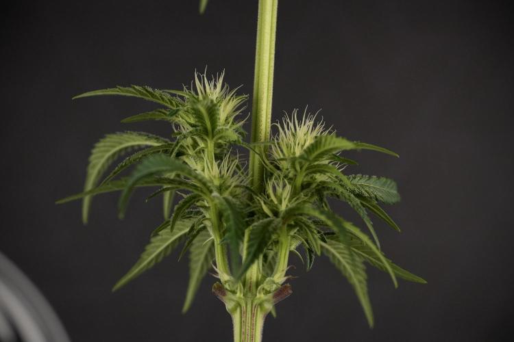 Animal Mints-Legends of the Frozen North. Week 7 - Animal Mints After defoliation 